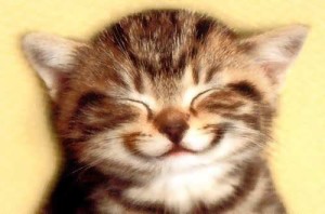 Little kitten smiling used for placeholder imagery